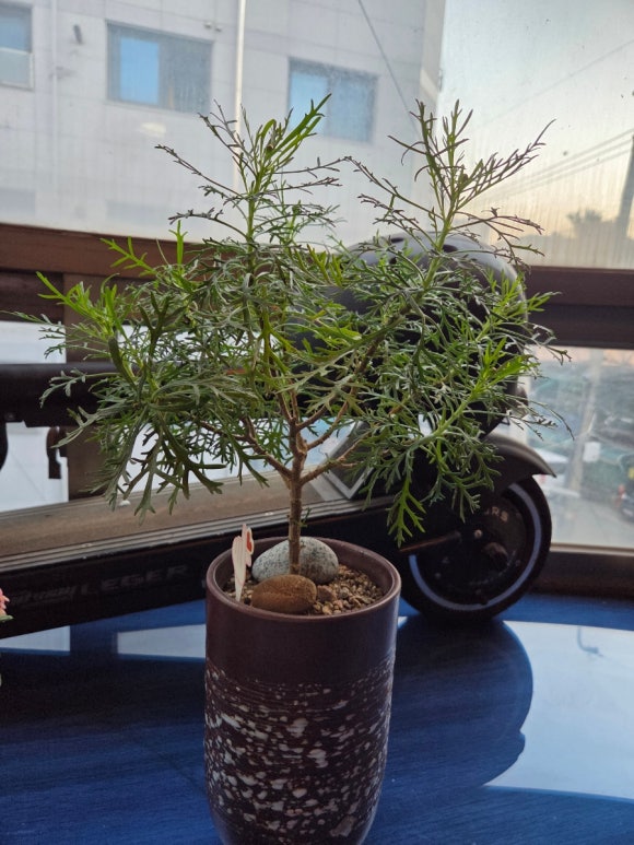 꽃쑤니 이미지