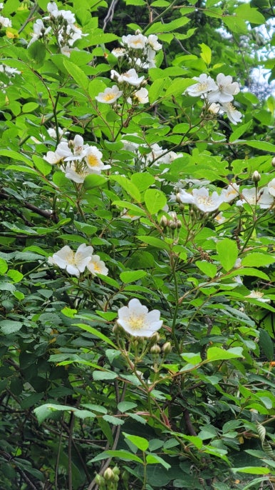 소백산국립공원 삼가탐방지원센터 이미지