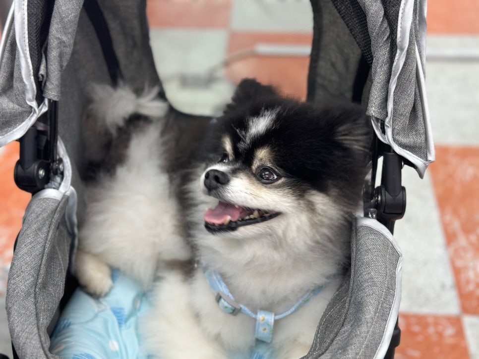 트라이벨벳 이미지