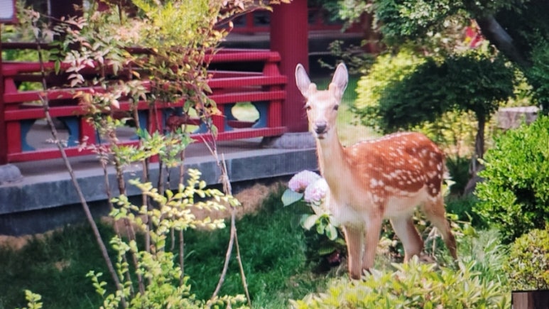 장안화원 이미지