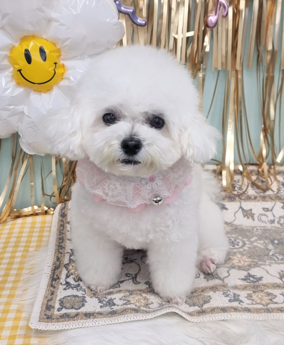 분당 강아지 무료 미용 후기: 안전하고 꼼꼼한 관리