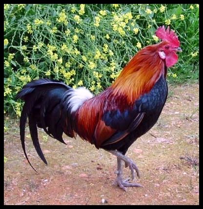 장닭 이미지