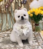 분당 강아지 무료 미용 후기: 안전하고 꼼꼼한 관리 — 사진 3