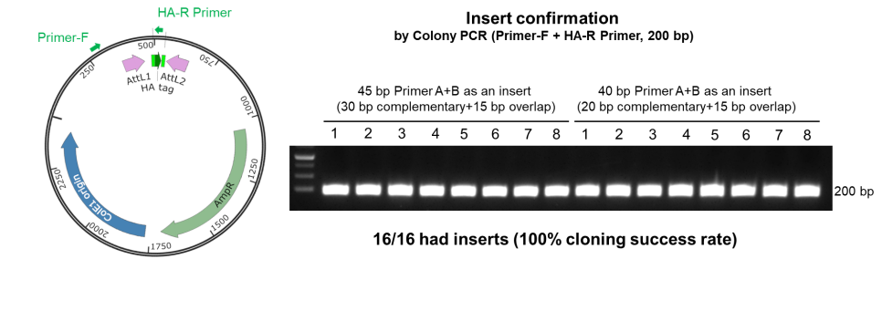 Colonies Pcr 콜로니 PCR (Colony PCR) 잘하기 및 DNA constructs 검증법 : 네이버 블로그