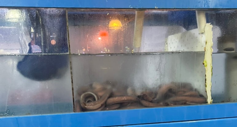살아있네산곰장어 이미지