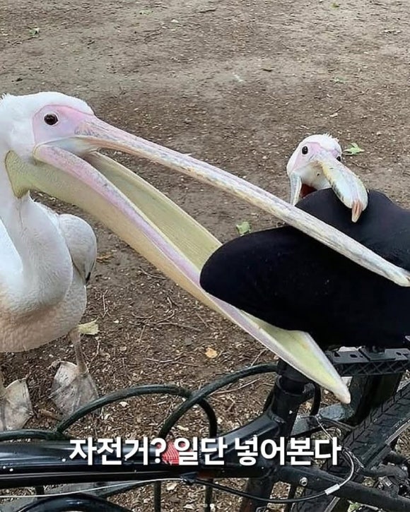 펠리칸 이미지