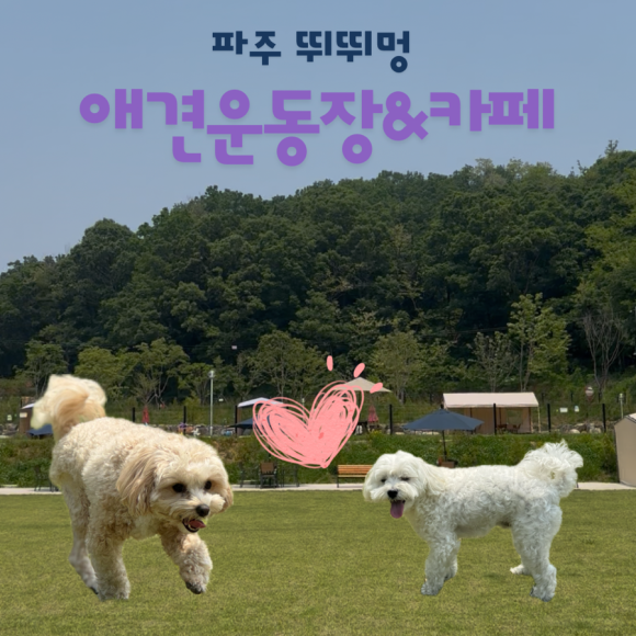 뛰뛰멍 이미지