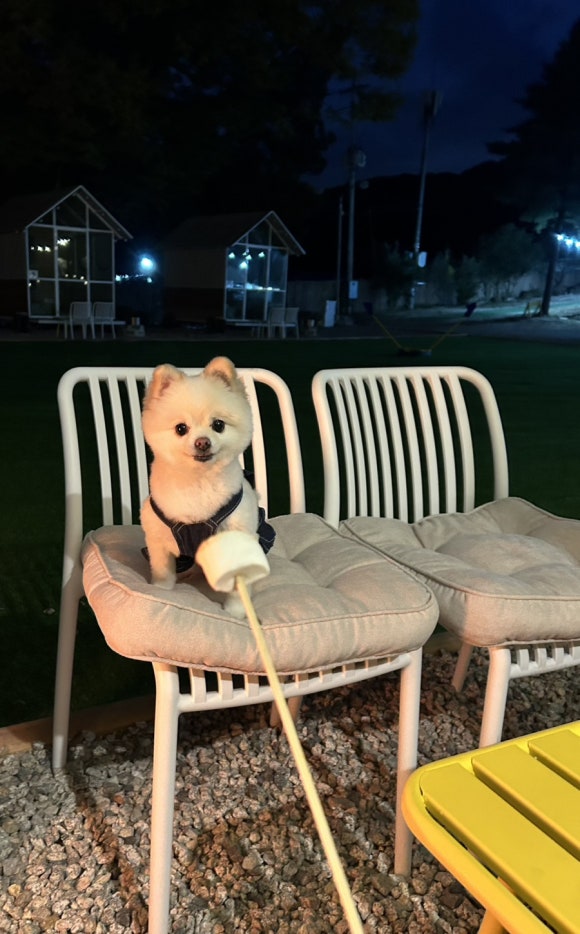 피카푸피크닉앤글램핑서울와이엠씨에이도 이미지