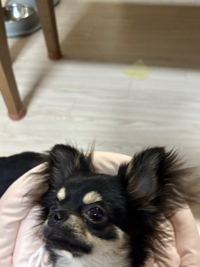 똑똑강쥐 이미지