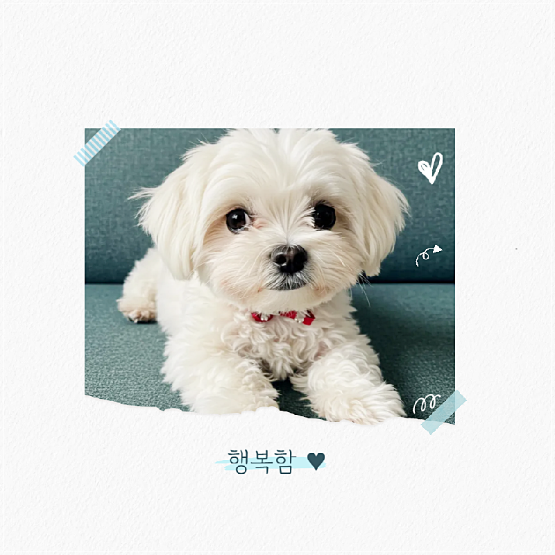 구미 애견미용학원, 실습 중심 교육으로 전문가 되기 — 사진 2
