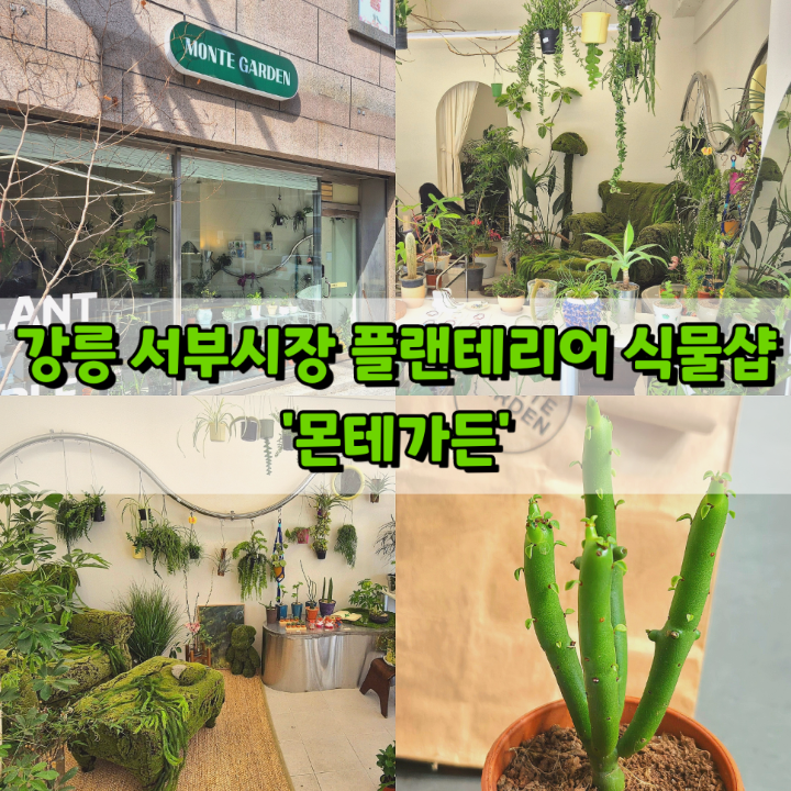 몬테가든 이미지