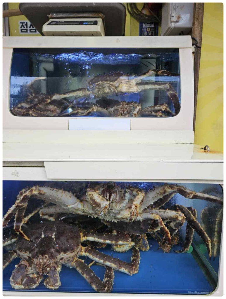 오태호킹크랩 이미지
