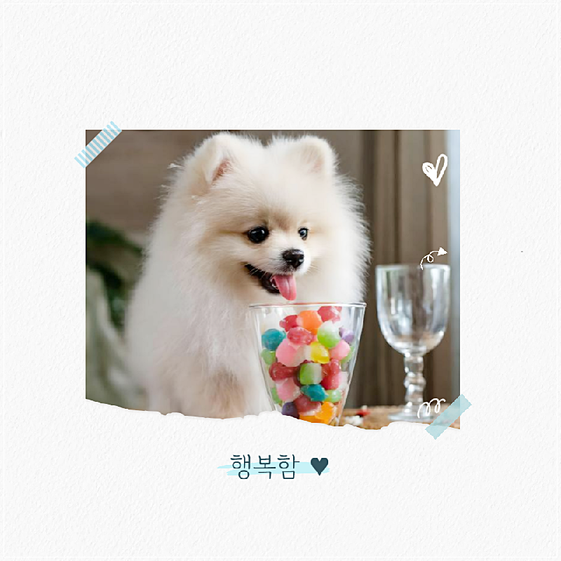 구미 애견미용학원, 실습 중심 교육으로 전문가 되기 — 사진 3