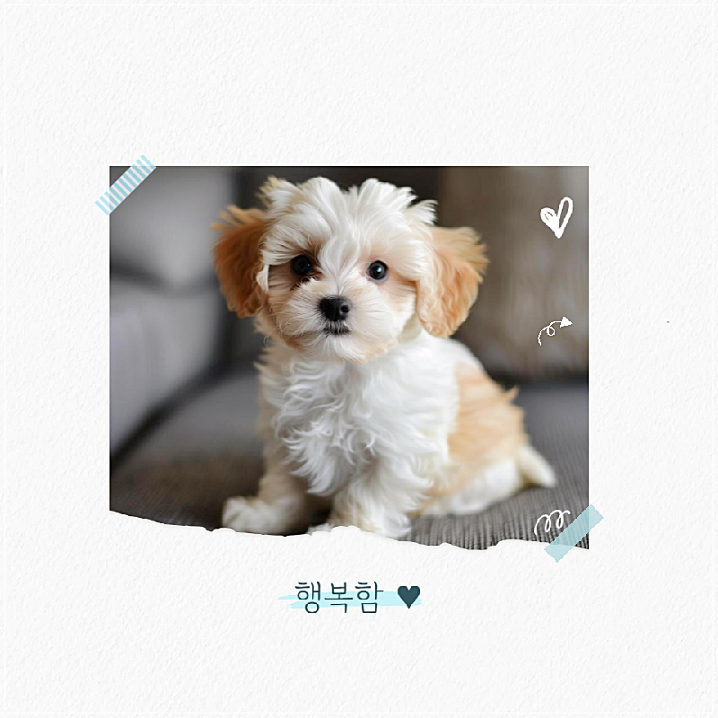 구미 애견미용학원, 실습 중심 교육으로 전문가 되기 — 사진 5