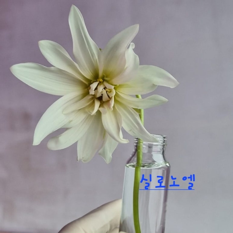 실로 이미지