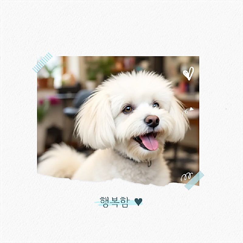 구미 애견미용학원, 실습 중심 교육으로 전문가 되기 — 사진 4