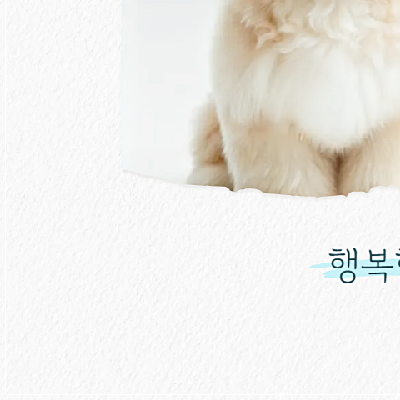 구미 애견미용학원, 실습 중심 교육으로 전문가 되기 — 사진 8
