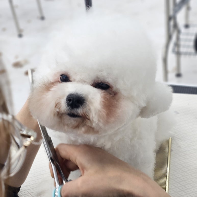 윈애견미용학원 이미지