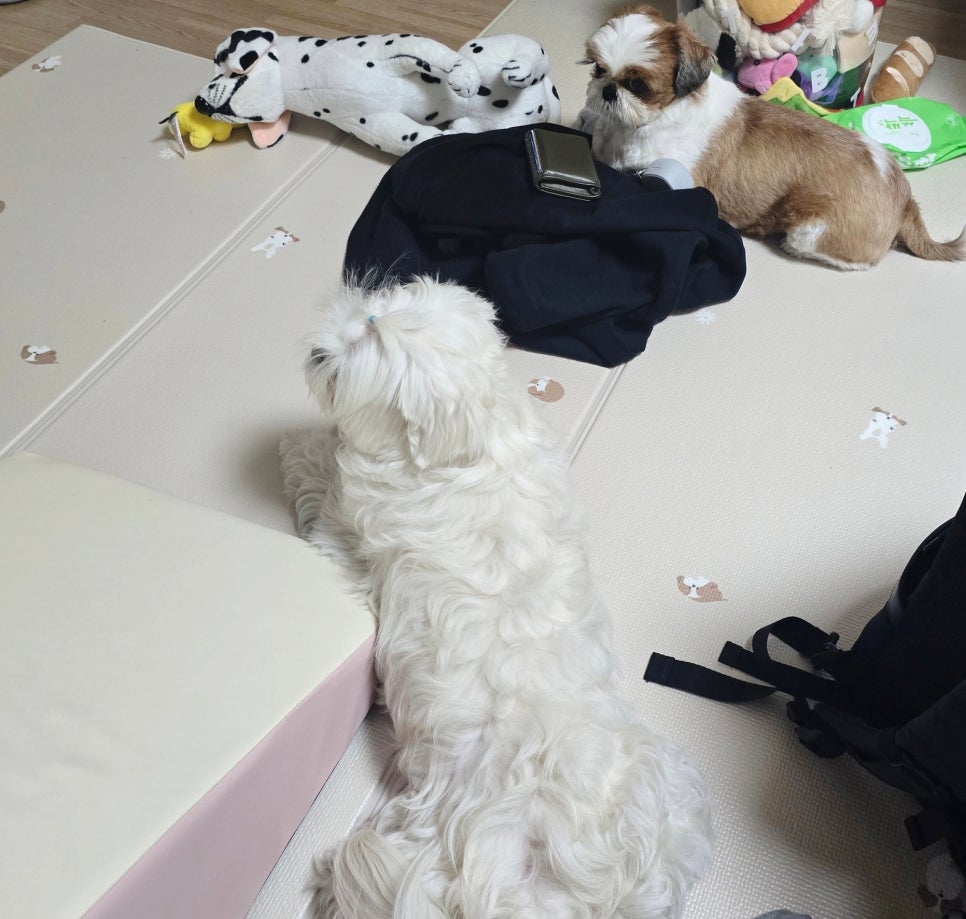 꽁냥파파 이미지