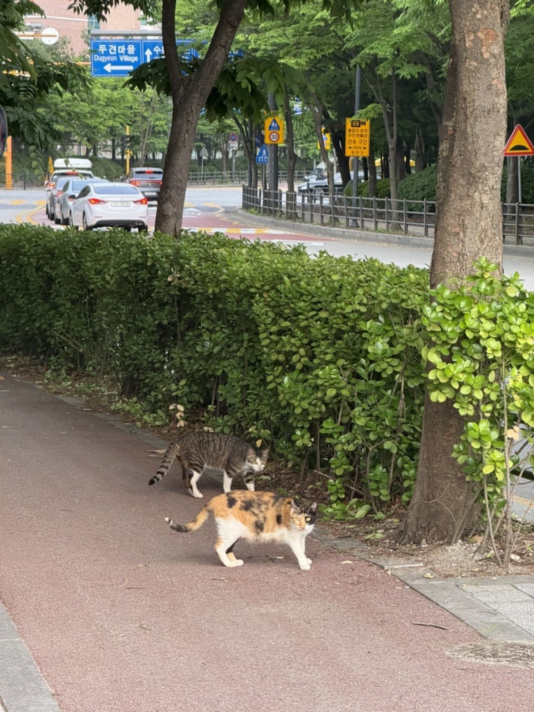 인가배 이미지