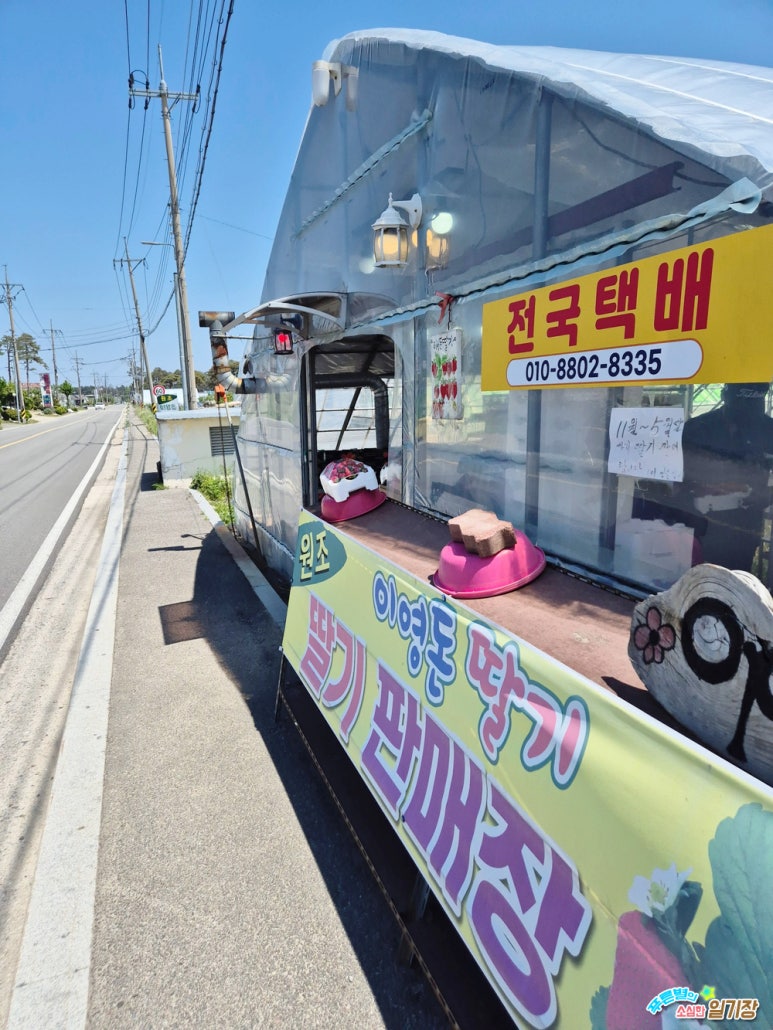 이영돈딸기 이미지