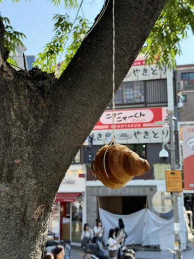 인가배 이미지