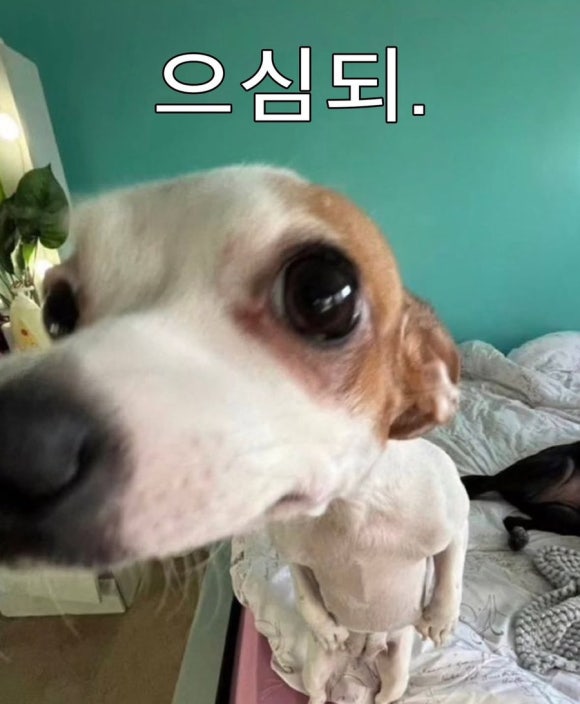 뜨랑 이미지