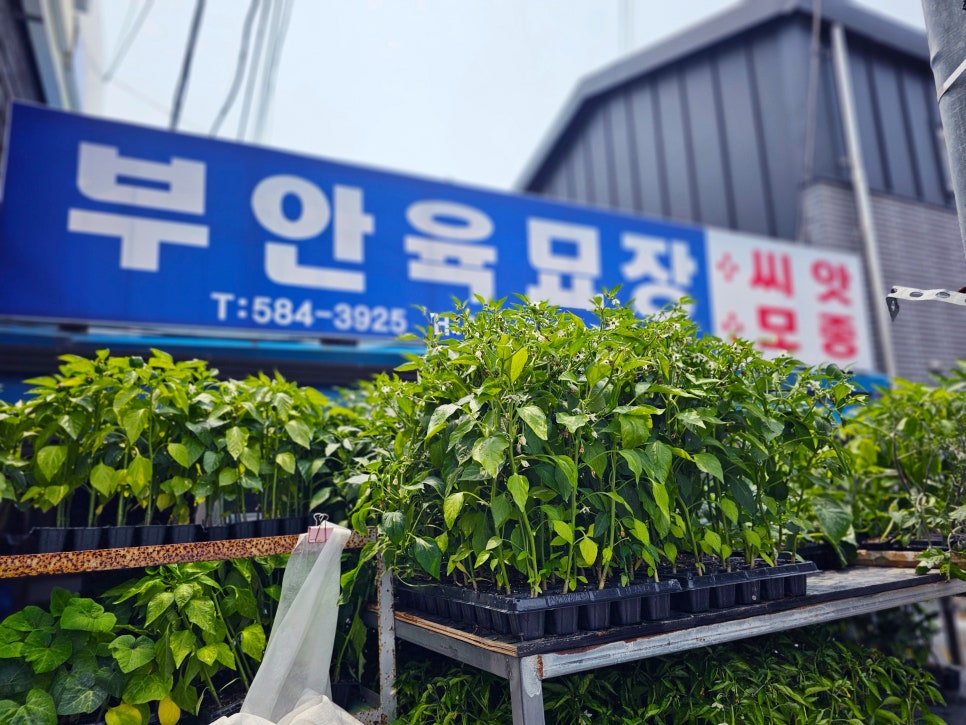 부안육묘장 이미지