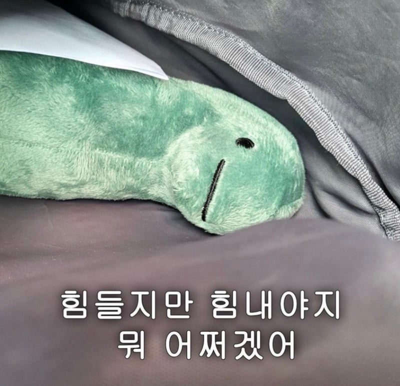 지망 이미지