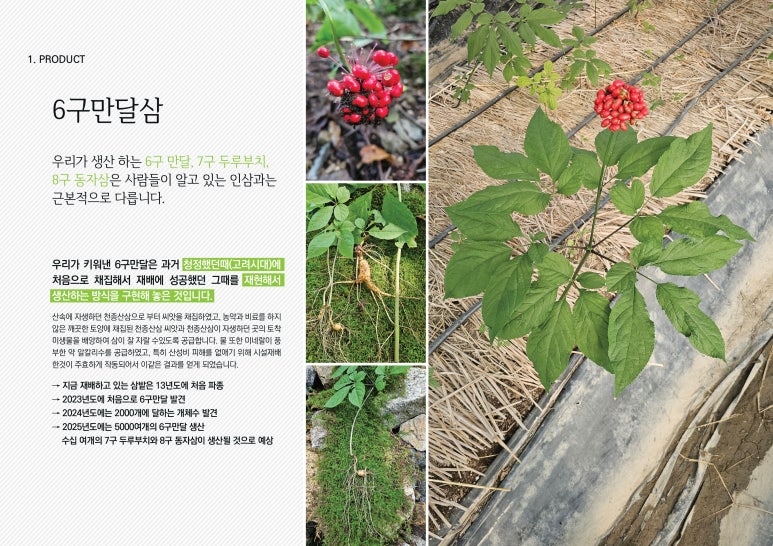 달삼 이미지