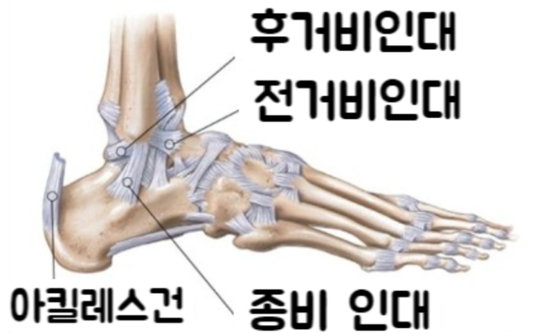리코플러스 이미지