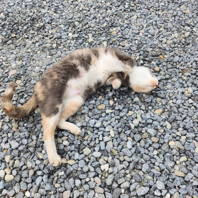 불닭발앤쌈 이미지