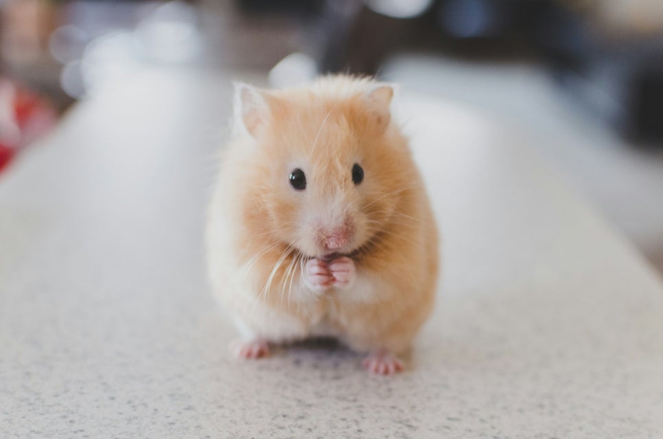 ricky-kharawala-adK3Vu70DEQ-unsplash 줄기세포로 털이 났다? 원형탈모 마우스 실험의 놀라운 변화