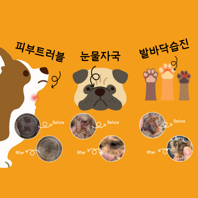 다나펫 이미지