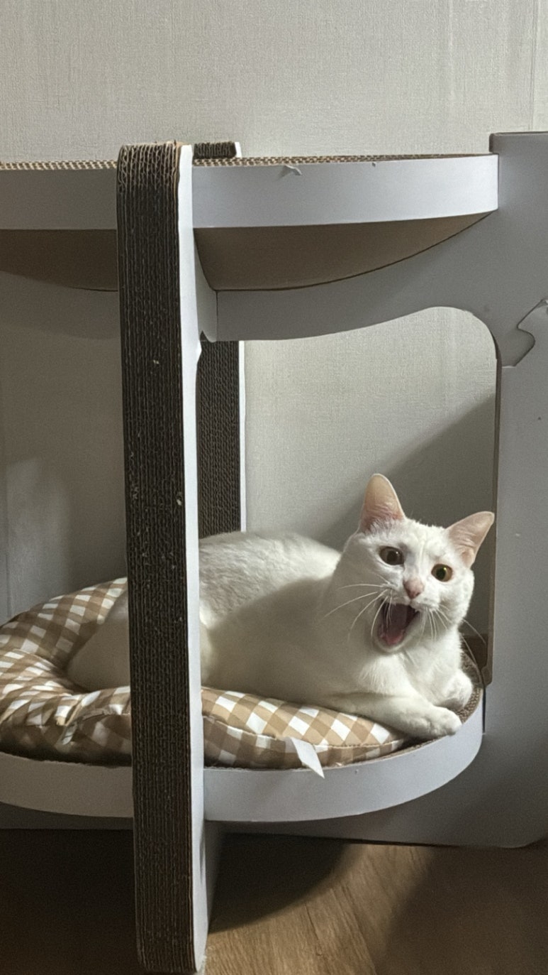 꼬미 이미지