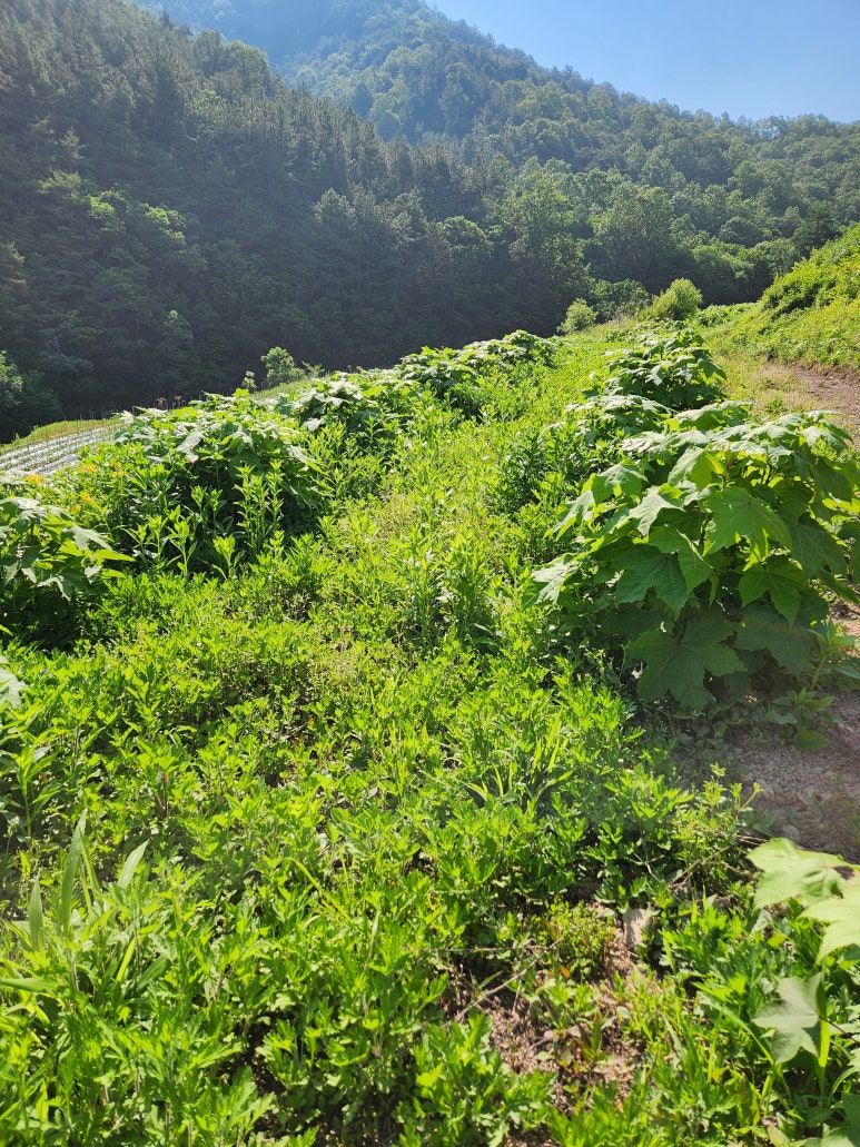 밭 이미지