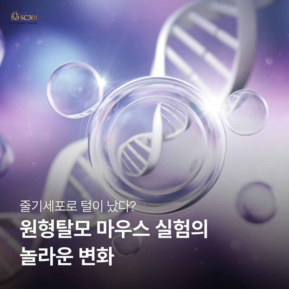 003 줄기세포로 털이 났다? 원형탈모 마우스 실험의 놀라운 변화