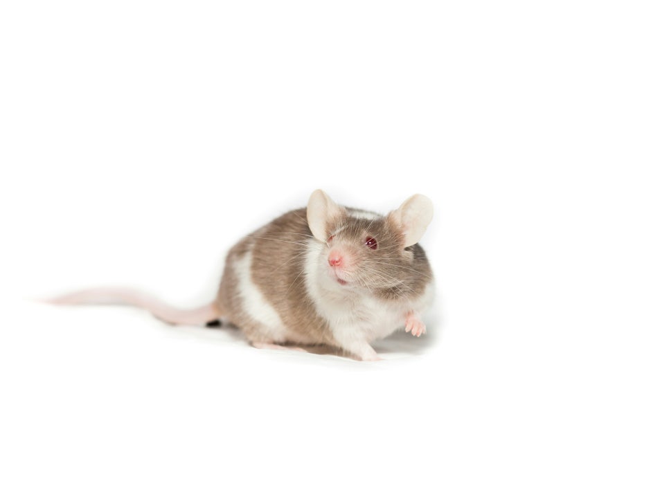kanashi-zD-N7Bje8Eg-unsplash 줄기세포로 털이 났다? 원형탈모 마우스 실험의 놀라운 변화