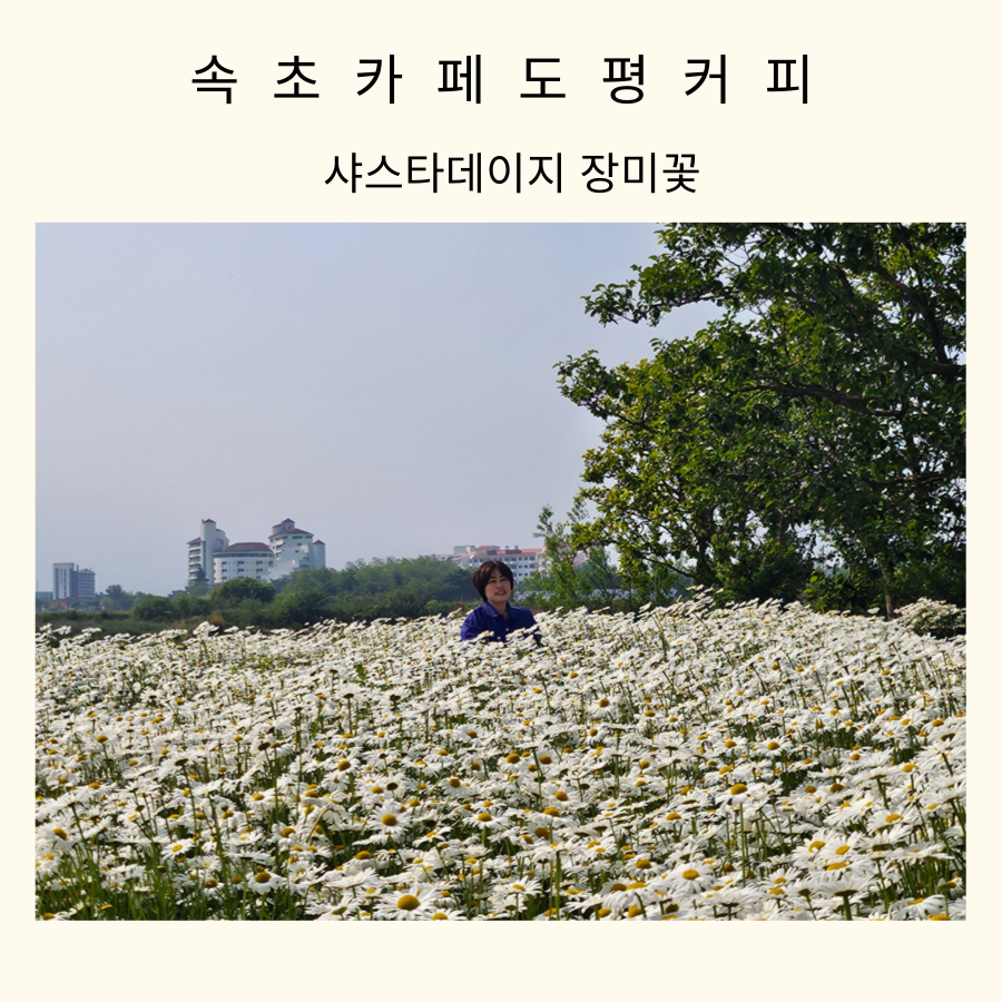 도평커피 이미지