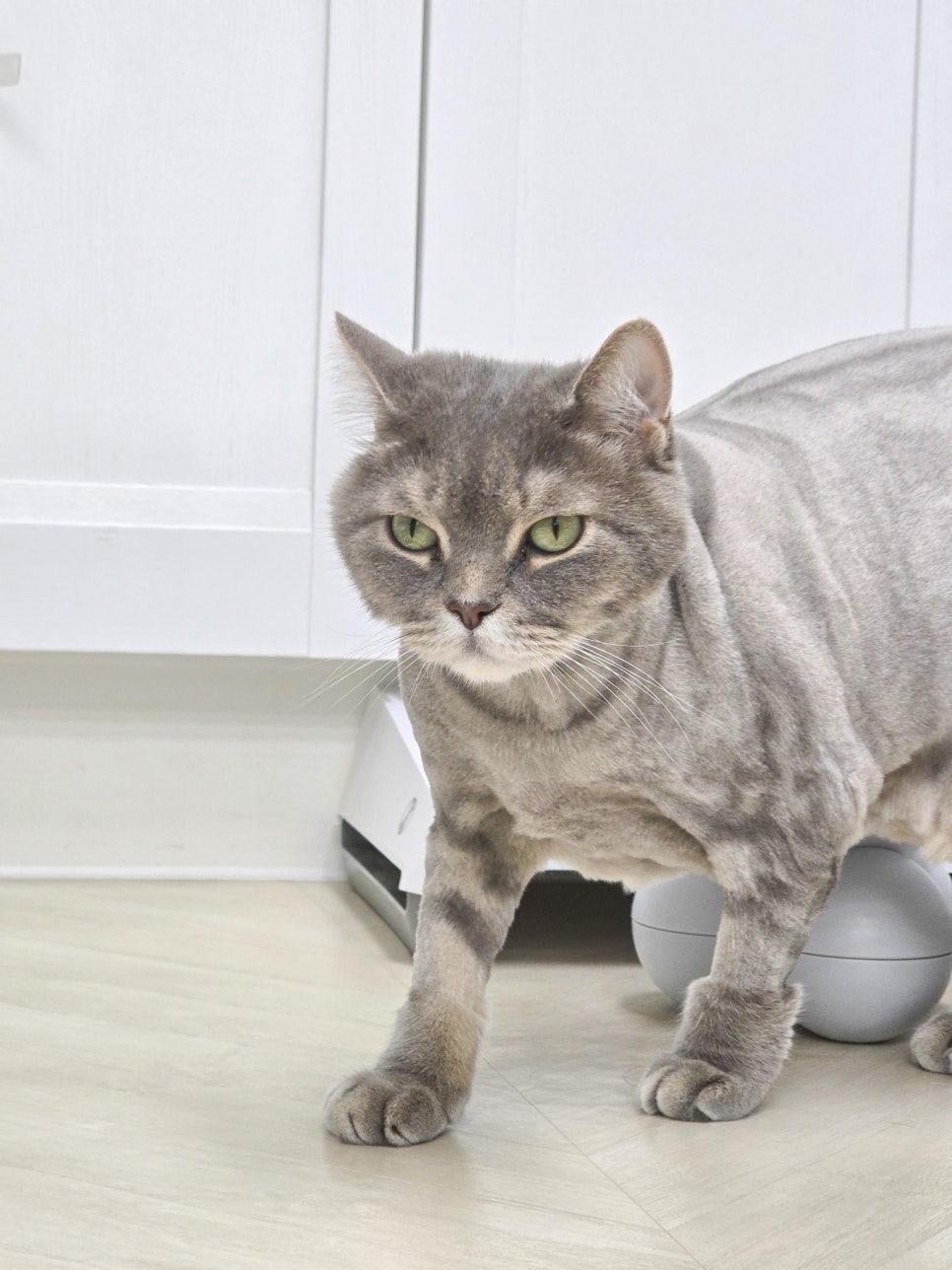 강남 고양이 미용 호텔링: 블랙스완 맞춤 케어 후기 — 사진 9