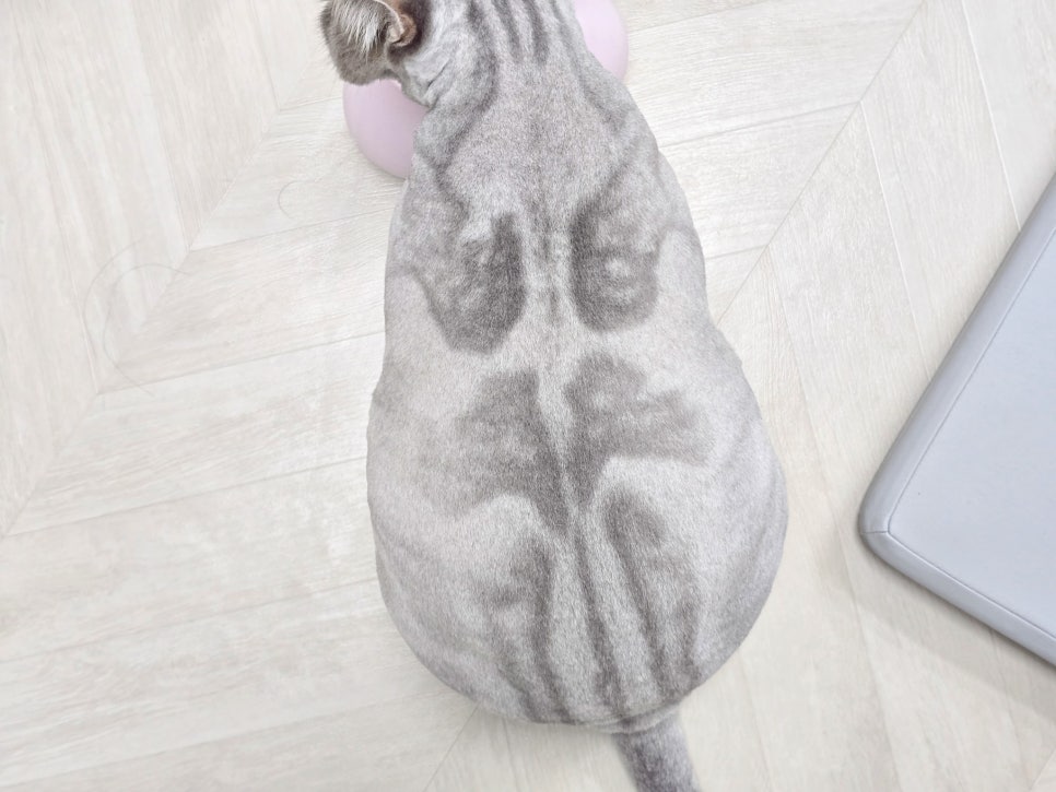 강남 고양이 미용 호텔링: 블랙스완 맞춤 케어 후기 — 사진 3