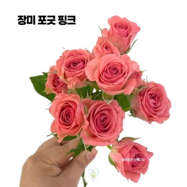 꽃처방전스튜디오 이미지