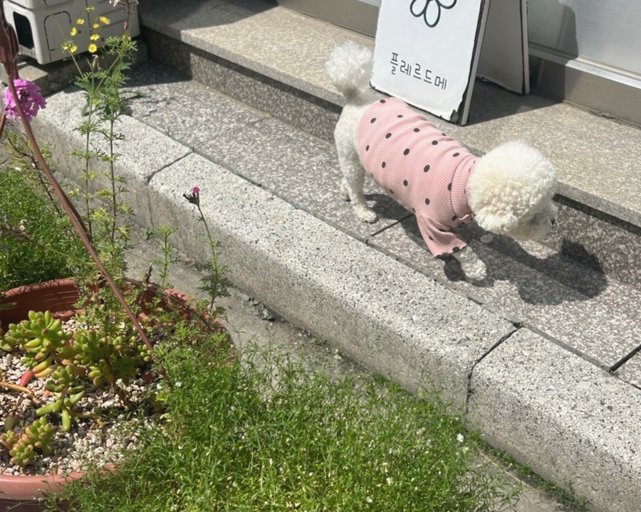 플레르드메 이미지