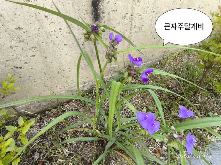 뜰에봄꽃집 이미지
