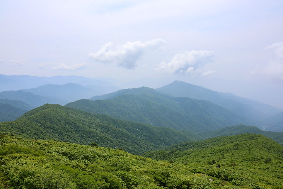 지리산 노고단 철쭉 등산코스 성삼재휴게소 간단 왕복 코스 : 네이버 블로그