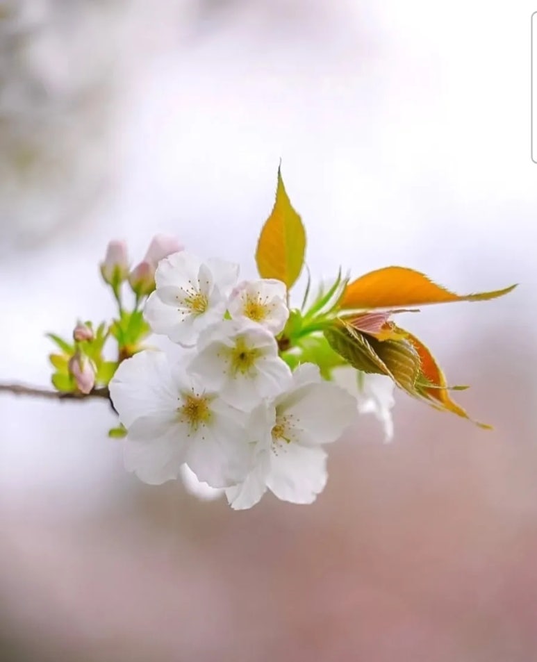 주 미가 이미지