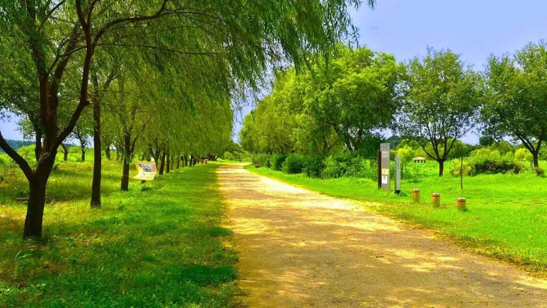 천과나무 이미지