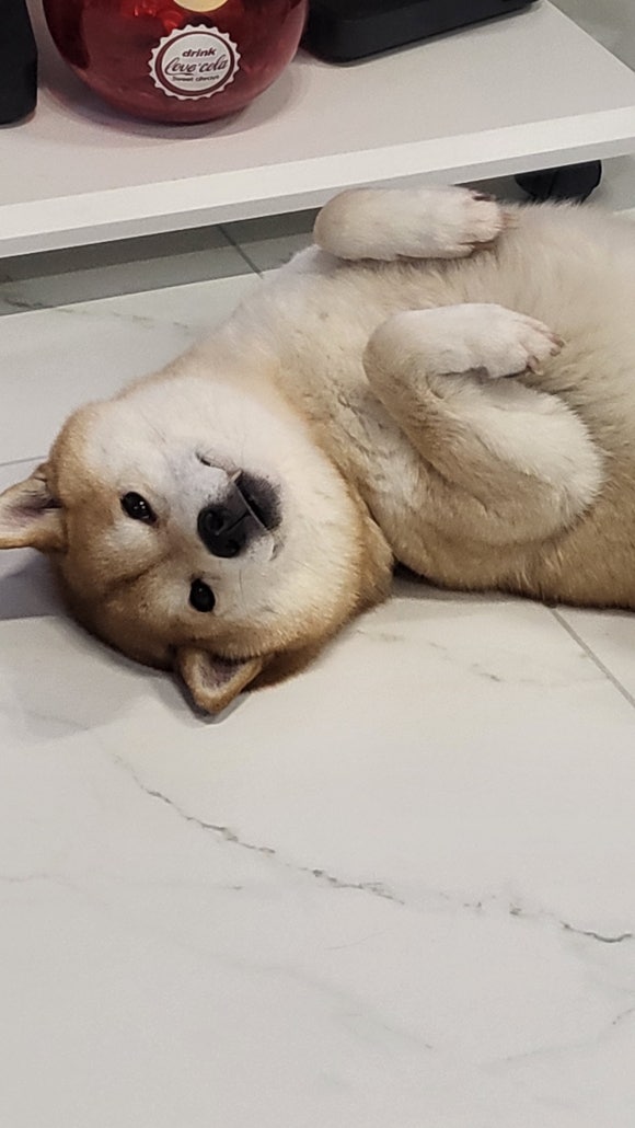 카피센타 이미지