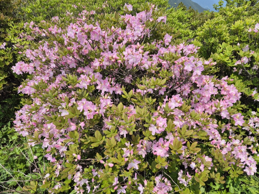소백산국립공원 초암주차장 이미지