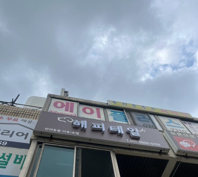 부평 애견미용 해피테일, 산곡동 호텔 후기 — 사진 3